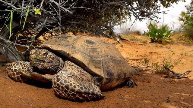 A desert tortoise finds relief from the sun under a bush in the Red Cliffs Desert Reserve north of St. George, Utah, Wednesday, April 18, 2001. (AP Photo/Douglas C. Pizac, File)