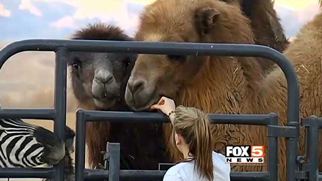 ... the animals at the Roos-N-More Zoo in Moapa on Jan. 25, 2014. (FOX5