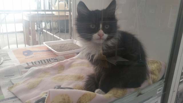 ... housed at The Animal Foundation in Las Vegas. (Tiffany MurphyFOX5 ... housed at The Animal Foundation in Las Vegas. (Tiffany MurphyFOX5
